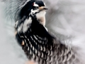 hairy.woodpecker.flight.c.crawford