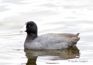 American Coot 