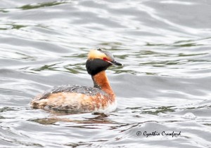 Horned Grebe