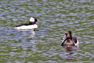 bufflehead+ring-necked.ducks bufflehead, ring-necked
