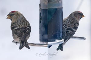 Common Redpoll  Hoary Redpoll