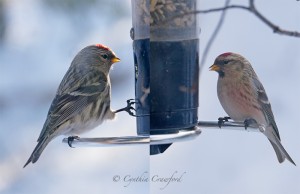 Common Redpoll, hoary Redpoll
