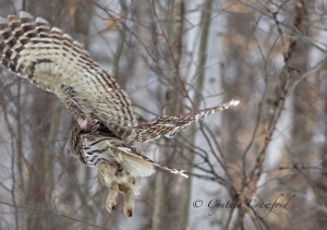 barred.owl.flight_9610