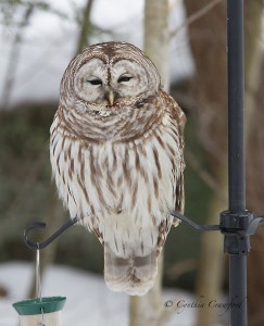 barred owl