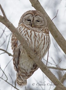 barred.owl_9662