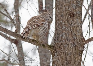 barred.owl_9713