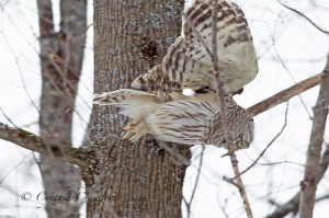 barred.owl_9714