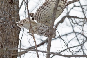 barred.owl_9715