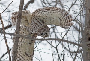 barred.owl_9716