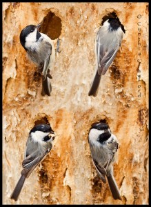 Chickadee Nest Excavation