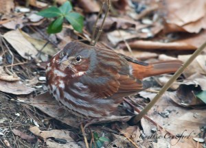 fox sparrow vermont