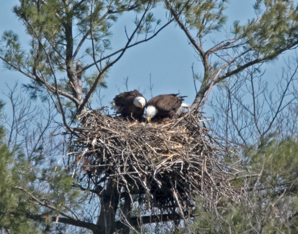 eagle with chick