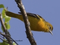 Baltimore Oriole