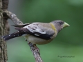 evening.grosbeak.dark