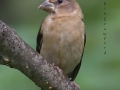 evening.grosbeak.female