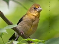evening.grosbeak.immature.fed