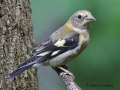 evening.grosbeak.immature2