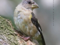 evening.grosbeak.immature4