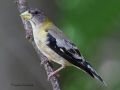 evening.grosbeak.immature5