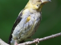 evening.grosbeak.molt