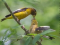 evening.grosbeaks.feeding