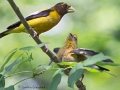 evening.grosbeaks