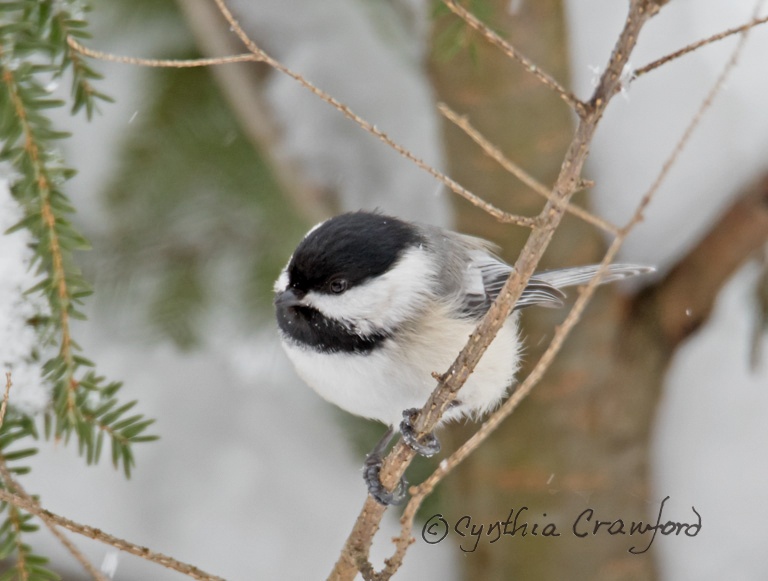 Black-capped Chickadee