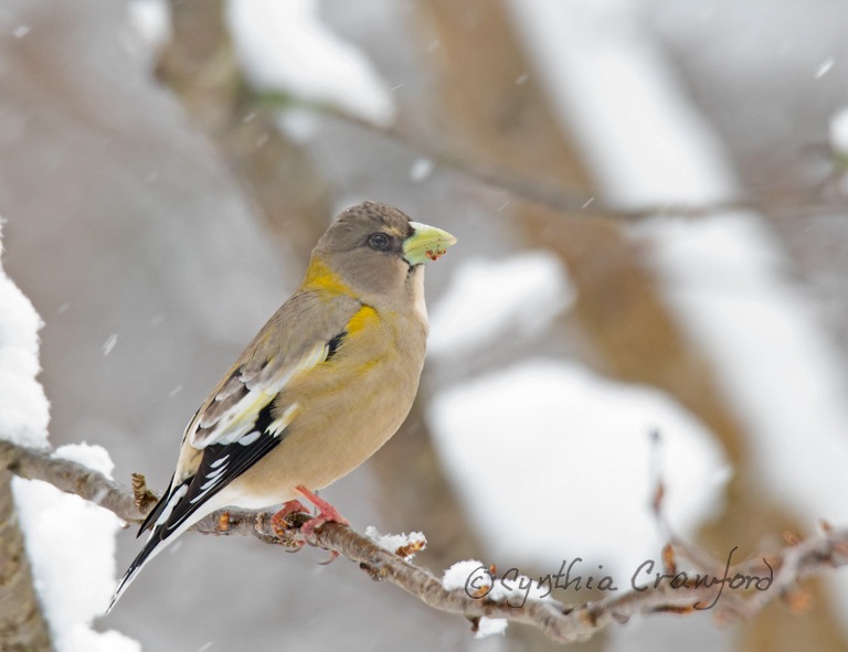 Evening Grosbeak-female