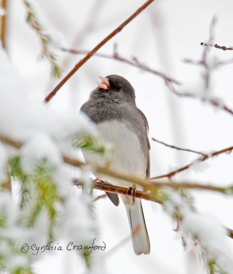 Dark-eyed Junco singing