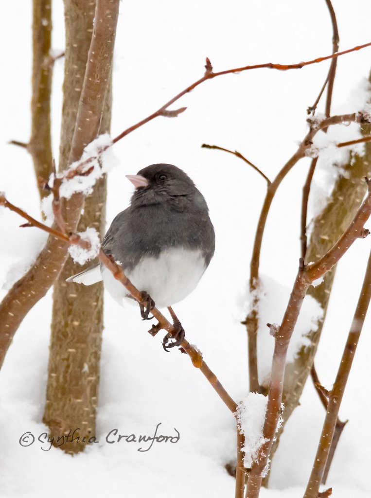 Dark-eyed Junco