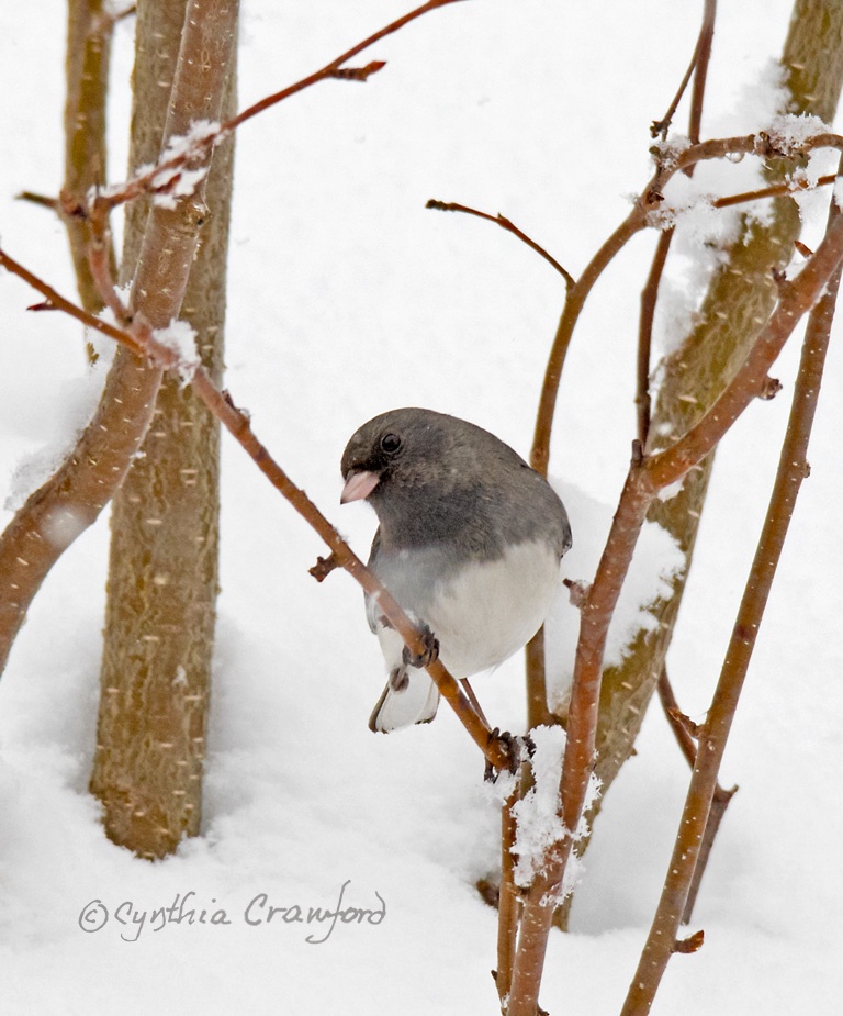 Dark-eyed Junco