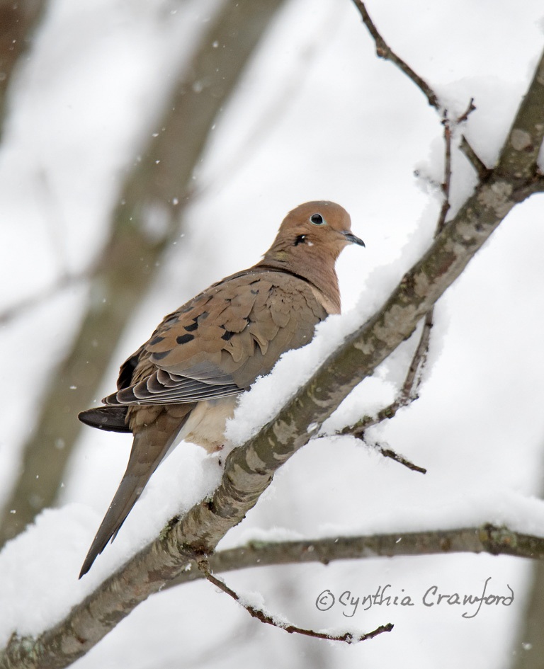 Mourning Dove
