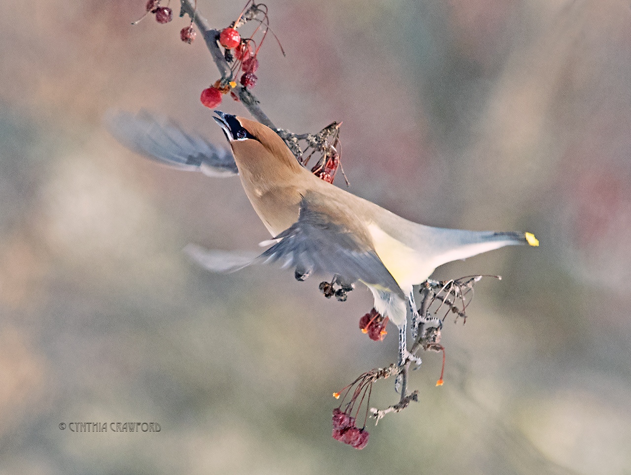 Cedar Waxwing